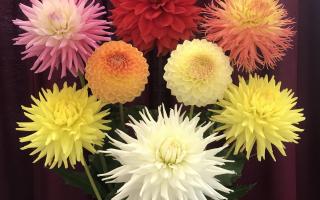 Winning dahlias at the Saffron Walden Horticultural Society Autumn Show